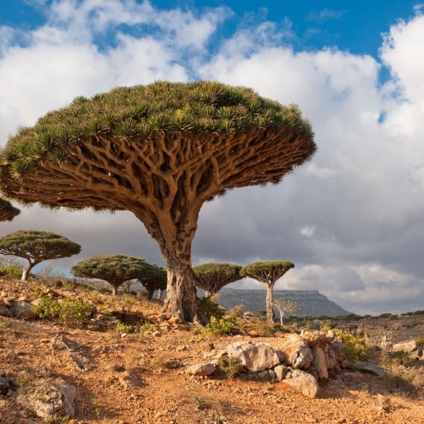Viaggi organizzati a Socotra