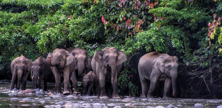 Viaggi organizzati BORNEO